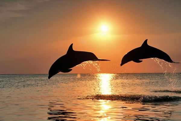sunset dolphin cruise florida charters